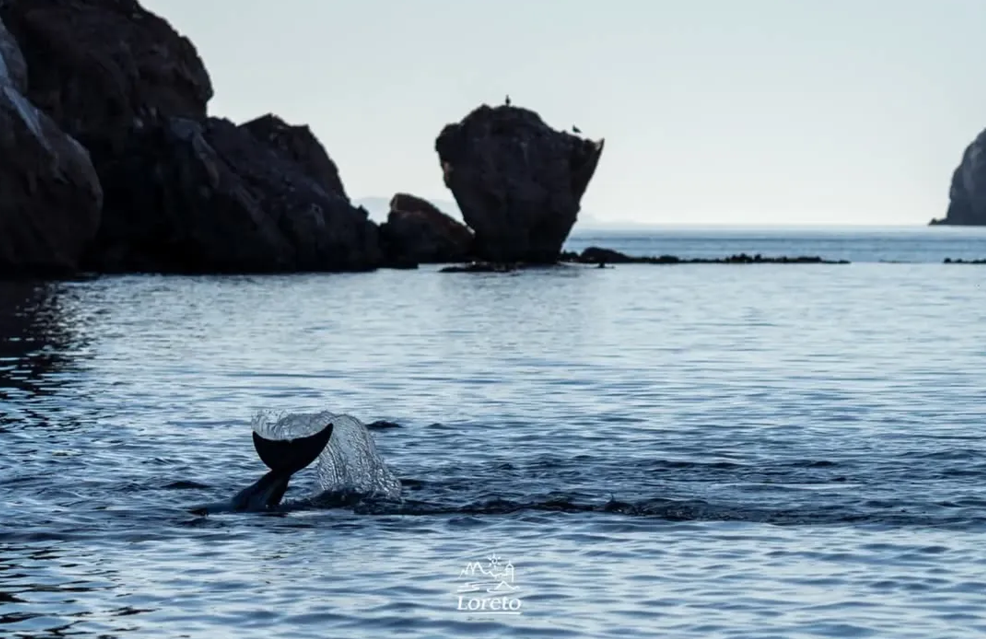 Festival de la Ballena Azul 2025 celebra el regreso del gigante del océano