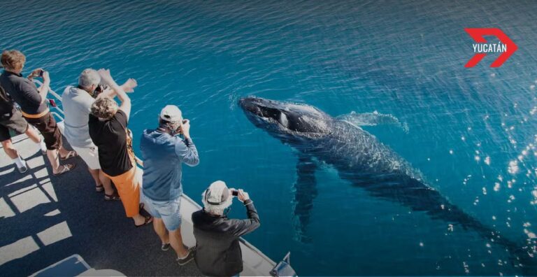 Buenas Prácticas para observar ballenas en Baja California