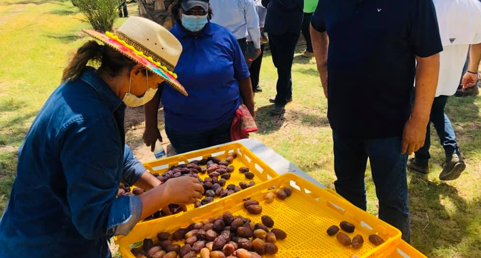 Agroturismo en Baja California: turismo y el auge del dátil